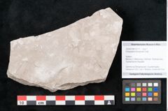 Foto (Objekt + Etikett) von Dictyopteris brongniarti Gutb. (NHMW-GEO-2024-0188-10771)
